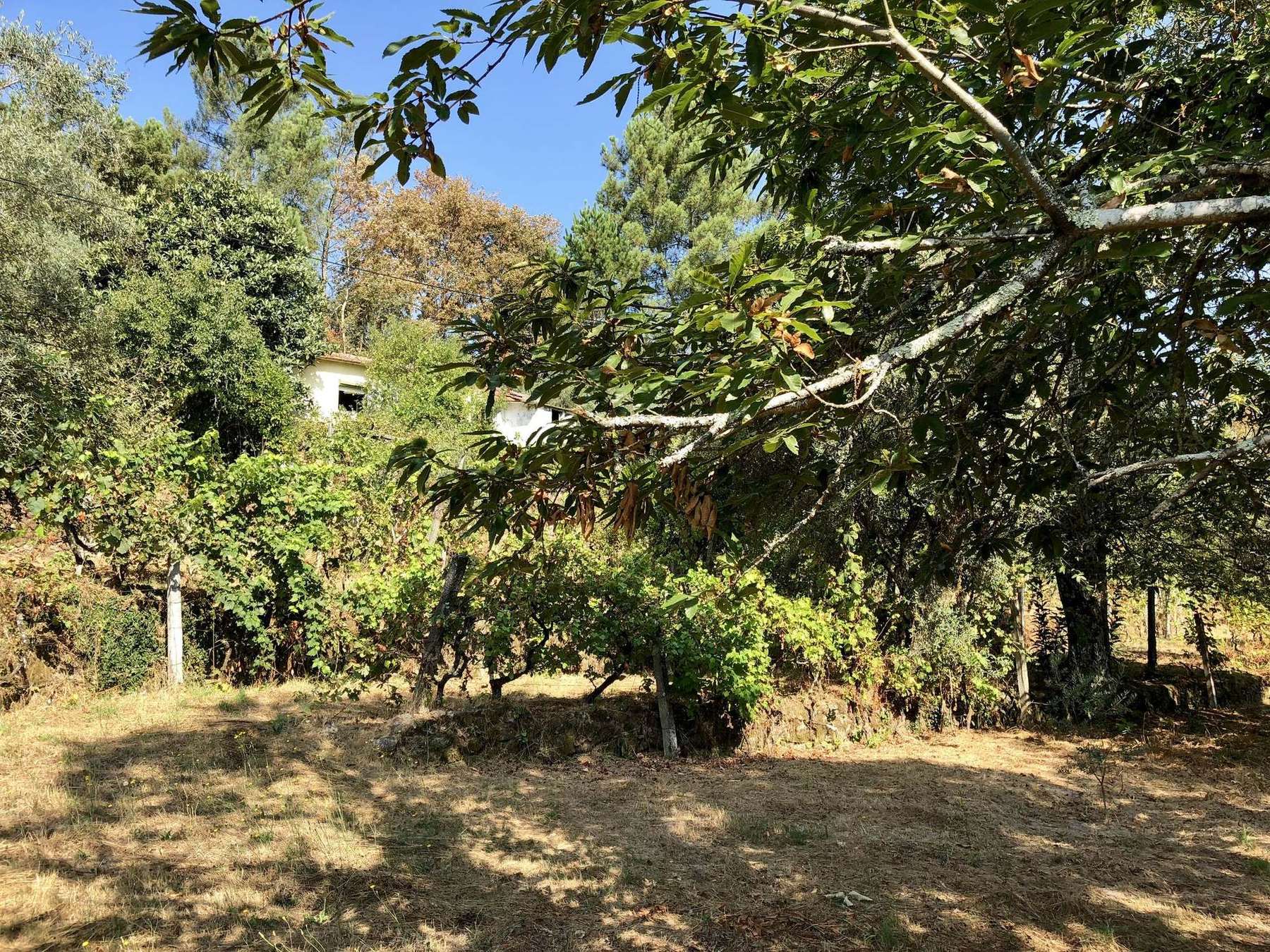 O terreno da Quinta Batista, entre castanheiros e pinheiros