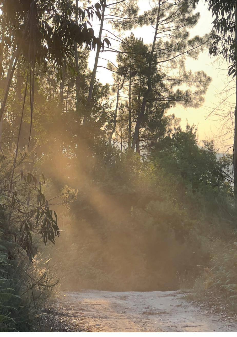 Caminho de terra ao fim do dia, luz entre os pinheiros