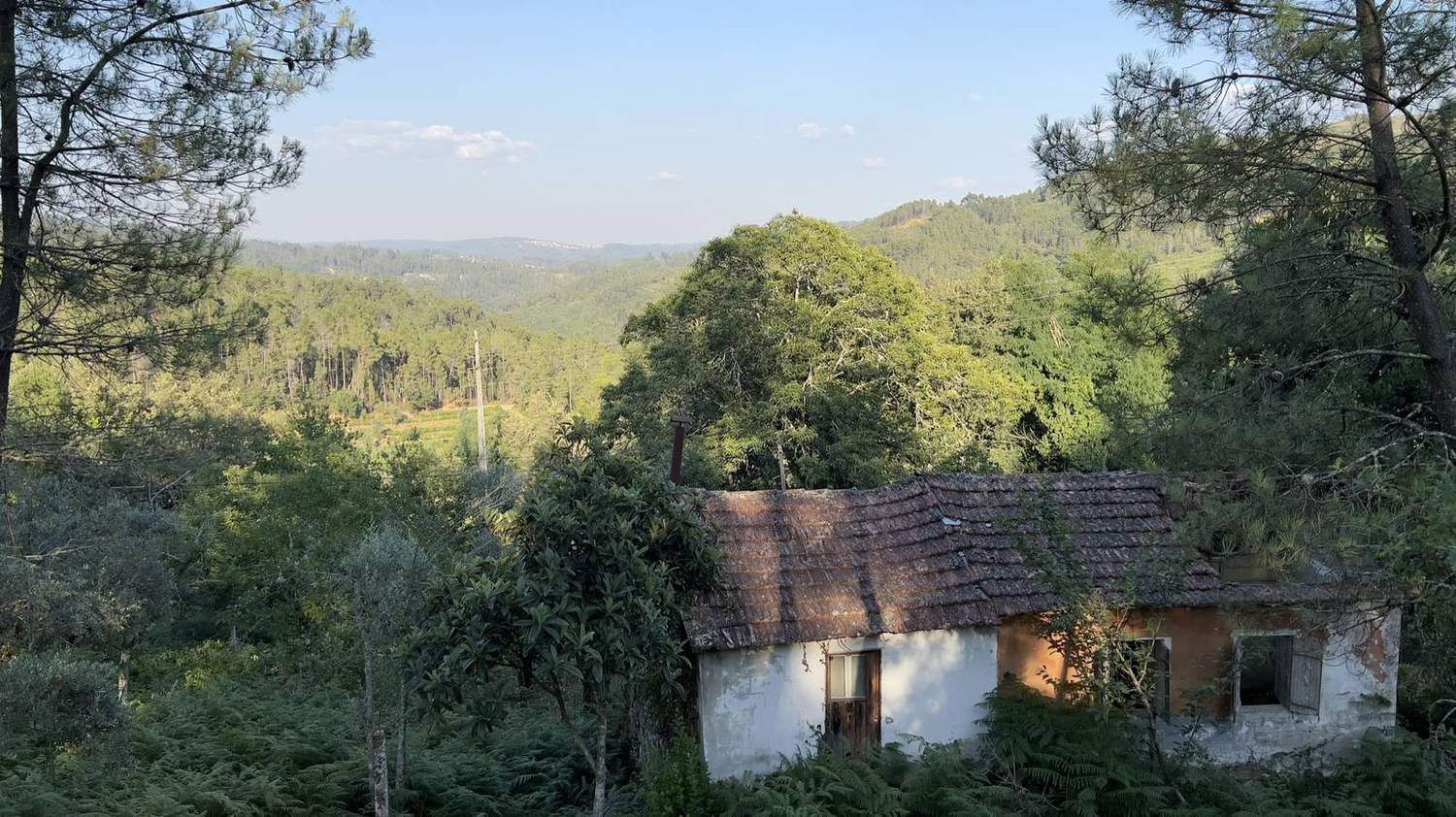 O terreno em Pinhosão