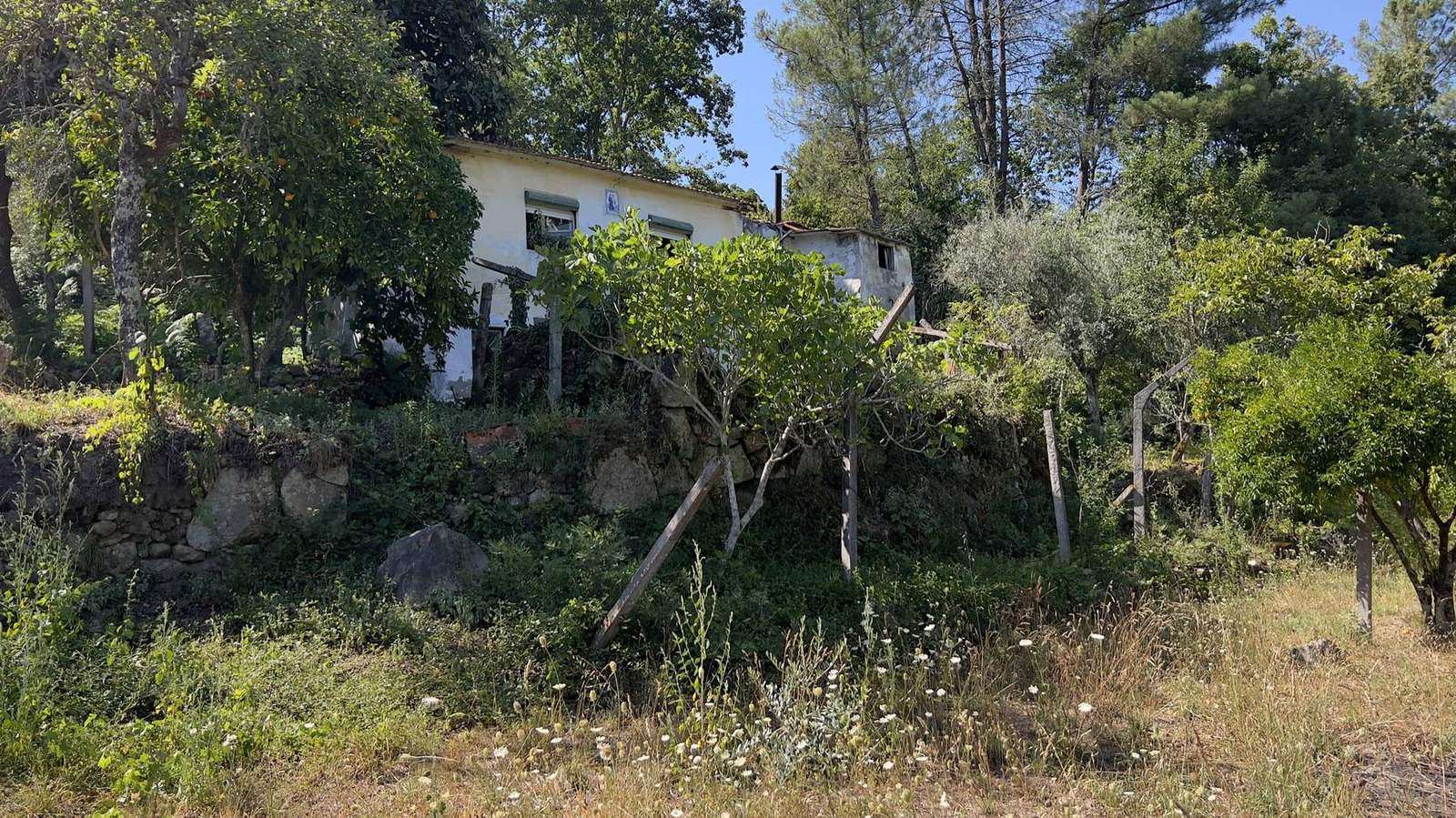 Vinhas e casas antigas entre castanheiros
